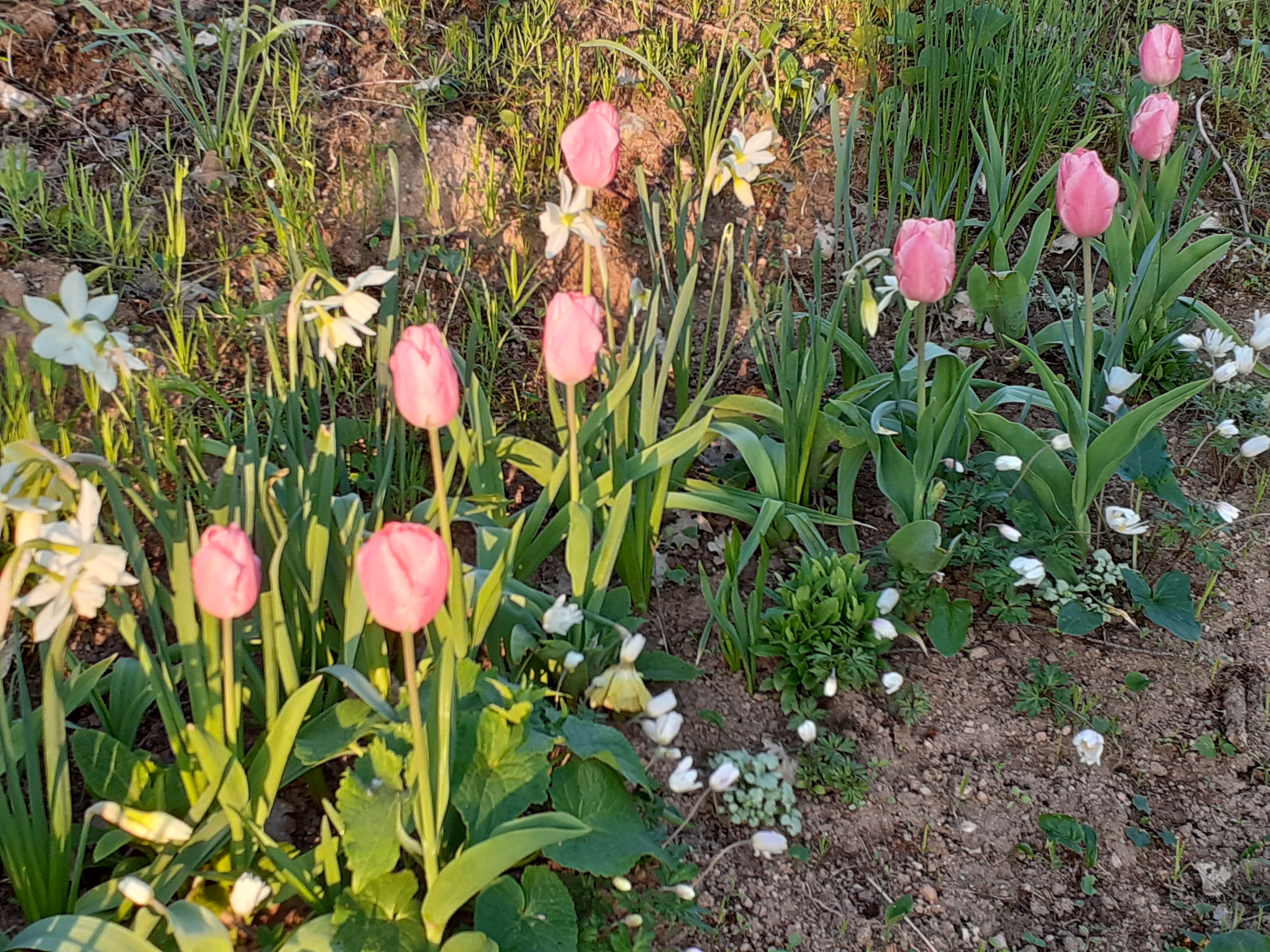 Tulipes